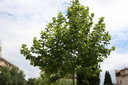 gal/cro 08/_thb_small-IMG_5051.JPG